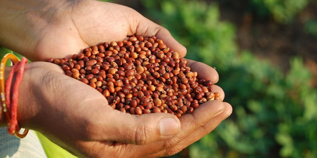 Jharkhand introduces blockchain technology in seed distribution
